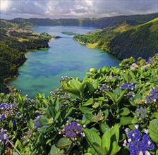 Breathtaking view of the crater lakes Lagoa Verde and Lagoa Azul with blooming hydrangeas in the