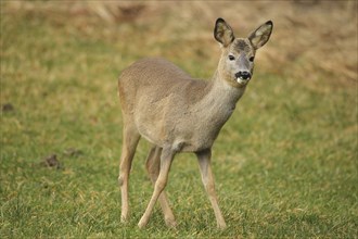 European roe deer (Capreolus capreolus) fawn in winter coat on a meadow, AllgÃ¤u, Bavaria, Germany,