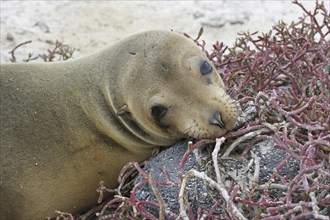 Galapagos sealion, Galapagos sea lion (Zalophus wollebaeki) portrait, Sombrero Chino, Chinaman's