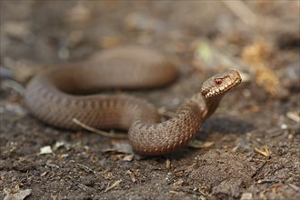 Common european viper (Vipera berus), juvenile, North Rhine-Westphalia, Germany, Europe