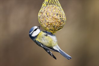 Blue tit (Parus caeruleus) hanging on a fat ball, bird feeding in winter, Schleswig-Holstein,