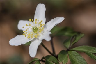 Wood anemone (Anemone nemorosa), North Rhine-Westphalia, Germany, Europe