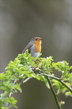 European robin (Erithacus rubecula) on a curved branch with freshly sprouted green leaves in