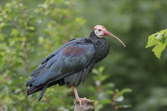 Southern bald ibis (Geronticus calvus), captive, occurrence in Africa