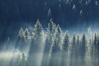 Fog and forest in OberÃ¤geri in the canton of Zug, Switzerland, Europe