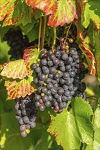 Ripe Pinot Noir grapes, Lake Constance wine-growing region, Birnau, Uhldingen-Mühlhofen, autumn,