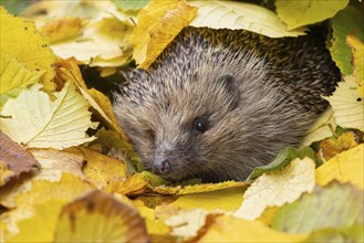 European hedgehog (Erinaceus europaeus) adult animal amongst fallen autumn leaves, Suffolk,