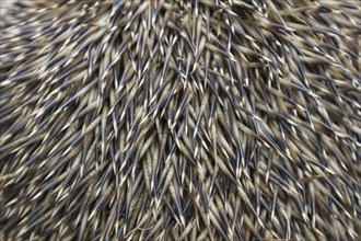 European hedgehog (Erinaceus europaeus) adult animal close up of its spines, Suffolk, England,