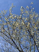 Native tree Shrub from the willow family goat willow (Salix caprea) Sal willow Palm willow sprouts