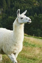 Llama (Lama glama) standing on a meadow in the mountains in tirol, Kitzbühel, Wildpark Aurach,