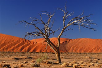 Africa, Namibia, Dead tree in Deadvlei, Deadwood, Deadvlei, Namibia, Africa