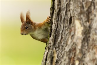 Eurasian red squirrel (Sciurus vulgaris) on a tree trunk, wildlife, Germany, Europe