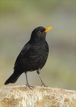 Blackbird (Turdus merula), male sitting on a birch trunk, animals, birds, songbird, Siegerland,