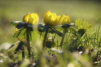 Winter aconites (Eranthis hyemalis), January, Saxony, Germany, Europe