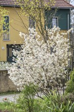 Snowy mespilus (Amelanchier lamarckii), Radebeul, Saxony, Germany, Europe