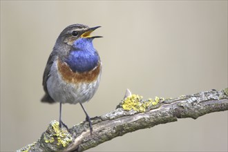 Bluethroat (Luscinia svecica) calling in spring from branch