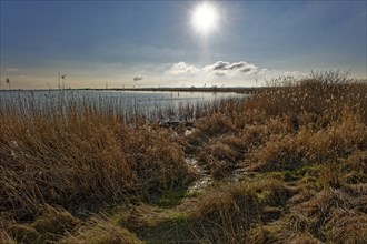 Low sun over the salt grass at Holmer See on the bay of Nordstrand. Beltringharder Koog nature