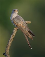 Common cuckoo (Cuculus canorus) floodplain landscape, floodplain meadows, young male, host bird,