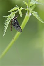 Mayfly Ephemera danica on leaf