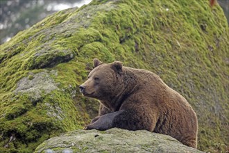 Brown bear, Ursus arctos, Bavarian Forest National Park, Bavaria, Germany, Captive, Europe