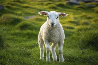 A lamb in a meadow at the time of the midnight sun in early summer in Lofoten, Norway, Europe