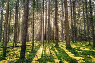 The sun sends its rays through the forest and illuminates the scenery, Unterhaugstett, Black