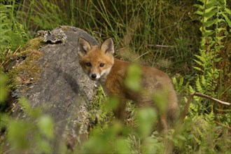 Red fox (Vulpes vulpes), young fox