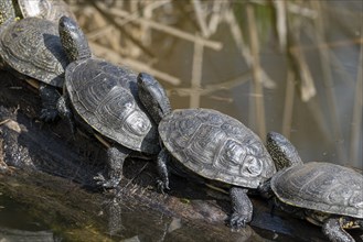 European pond turtles (Emys orbicularis), on a tree trunk, Germany, Europe