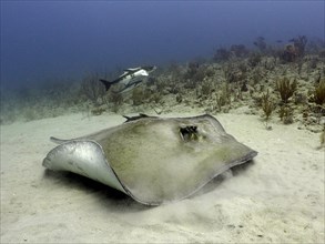 American stingray (Hypanus americanus) . Dive site Breakers, Palm Beach, Florida, USA, North