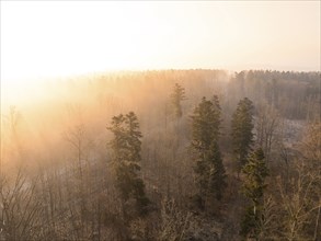 Treetops rise into a misty sky illuminated by the morning sun, Gechingen, Black Forest, Germany,