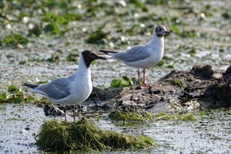 Black-headed Gulls at Lacul Isac, a lake in the Danube Delta. UNESCO Danube Delta Biosphere Reserve