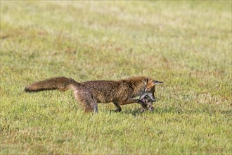 Red fox (Vulpes vulpes) hunting with mouthful of mice, voles in freshly mowed meadow, cut grassland