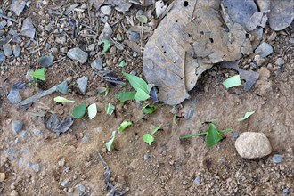 Leafcutter ants carrying part of a leaf, Serra da Canastra Mountains, Minas Gerais state, Brazil,