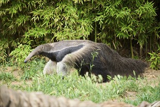 Giant anteater (Myrmecophaga tridactyla), captive, distribution South America