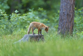 Red fox (Vulpes vulpes), young on tree stump, Hesse, Germany, Europe