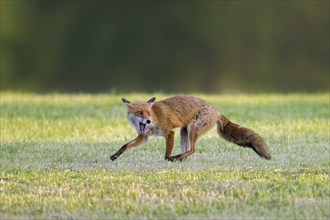 Solitary red fox (Vulpes vulpes) running through freshly mowed meadow, cut grassland while calling