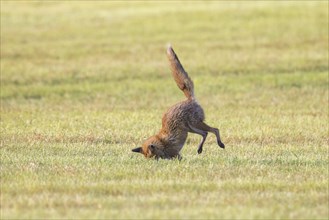 Hunting red fox (Vulpes vulpes) pouncing on mouse, vole prey in freshly mowed meadow, cut grassland