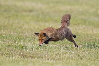 Red fox (Vulpes vulpes) hunting mice, voles by leaping through the air and pouncing upon the rodent