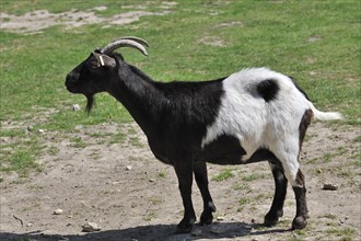 Black and white Pygmy goat (Capra hircus domestica) native to West Africa