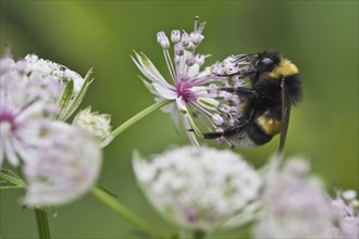 White-tailed bumblebee (Bombus lucorum) on Starthistle (Astrantia major), Emsland, Lower Saxony,