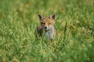 Red fox (Vulpes vulpes), young in meadow, Hesse, Germany, Europe