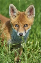 Red fox (Vulpes vulpes), young animal in meadow, portrait, Hesse, Germany, Europe