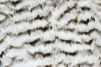 Eurasian sparrowhawk (Accipiter nisus), male, plumage detail, North Rhine-Westphalia, Germany,