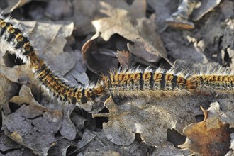 Pine processionary (Thaumetopoea pityocampa) moth caterpillars (Traumatocampa pityocampa) following