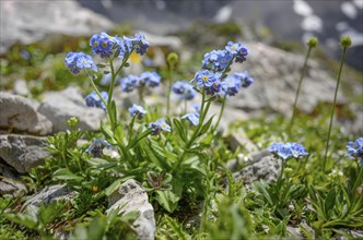 Forget-me-not (Myosotis) in the Tyrolean Alps in the Wilder Kaiser, Austria, Europe