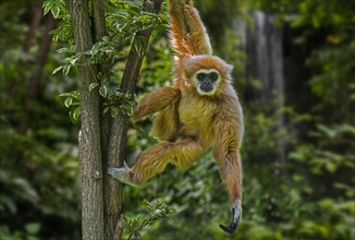 Lar gibbon, white-handed gibbon (Hylobates lar) in tropical rain forest, rainforest, native to