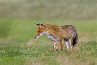 Solitary red fox (Vulpes vulpes) hunting mice in freshly mowed meadow, cut grassland in summer