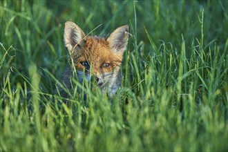 Red fox (Vulpes vulpes), young in meadow, morning dew, Hesse, Germany, Europe