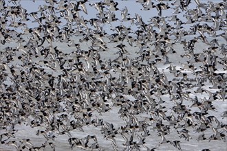 Eurasian oystercatcher (Haematopus ostralegus), resting flock of 10, 000 birds in flight, migration