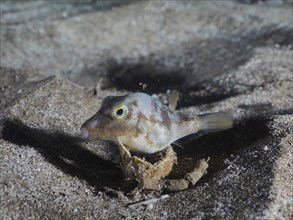 Pointed puffer fish (Canthigaster rostrata) at night, El Cabron marine reserve dive site, Arinaga,